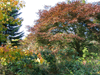 Herbstzauber auf dem Japanweg im Arboretum bei Bad Grund, Harz