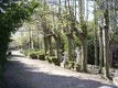 Linden- und Puttenalle im Park der Roseburg