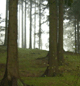 Geheimnisvoller Harzwald